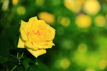 blooming romantic fresh colorful Rose,beautiful yellow Rose in full bloom in the garden 