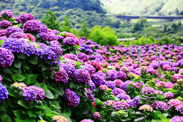 beautiful scenery of blooming Hydrangea(Big-leaf Hyrdangea) flowers,many colorful Hydrangea flowers blooming in the valley at sunny summer