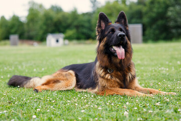 german shepherd dog on grass