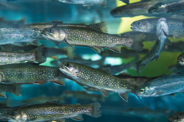 アクアリウムの岩魚