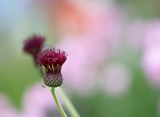 Brook thistle wildflower set against soft blurred background