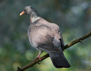The pigeon sits on a branch waiting