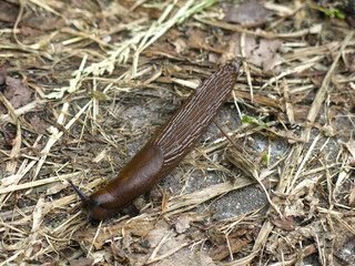 portuguese huge brown slug (Arion lusitanicus) is crawling