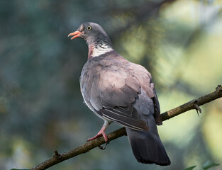 The pigeon sits on a branch waiting