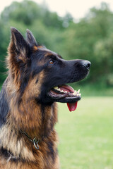 german shepherd dog on grass