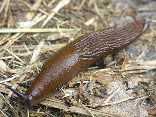 portuguese huge brown slug (Arion lusitanicus) is crawling