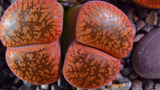 Mesembs (Lithops aucampia) South African plant from Namibia in the botanical collection of supersucculent plants
