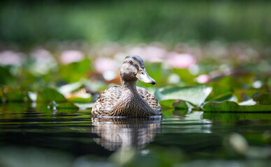 duck among lotus flowers