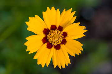 Early Sunrise garden flower.