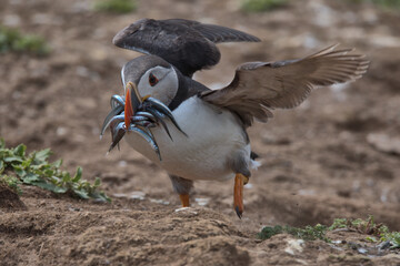 Atlantic puffin with sand eels in it's beak racing towards it's burrow, before the Gulls can steal them.