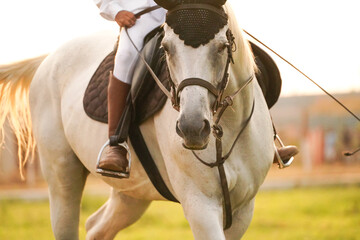 Obraz premium grey horse at competition