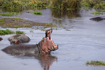 hippo in a watering hole in Ngorongoro Crater, Tanzania with mouth open