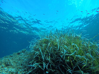 underwater landscape of the Mediterranean Sea 