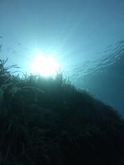 Fototapeta na wymiar underwater landscape of the Mediterranean Sea 
