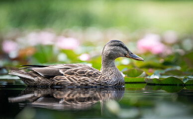 duck among lotus flowers