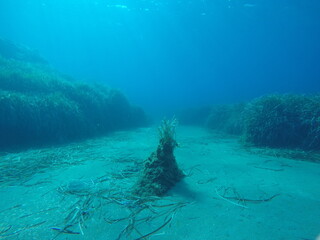 underwater landscape of the Mediterranean Sea 