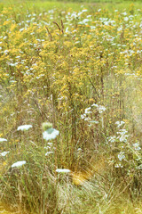 Fototapeta na wymiar Field grass is blooming beautifully, white and yellow wildflowers as natural background. Nature aesthetics flowering Crepis tectorum, Heracleum plants, nature scene, wild growth flowers