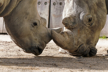 Obraz premium close up of two rhinos fighting