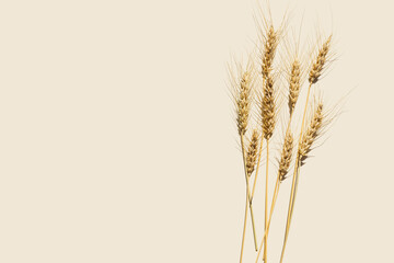 Obraz premium Flat lay with dry ears of wheat with awns on beige background with empty space. Top view ears of cereal crops, wheat grain crop, harvest concept, minimal design, cereals plant with hard shadow