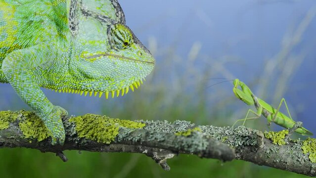 Close-up, unsuccessful hunt for mature Veiled chameleon on praying mantis. Cone-head chameleon or Yemen chameleon (Chamaeleo calyptratus) and Transcaucasian tree mantis (Hierodula transcaucasica)