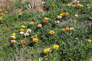 Summer flowers in a city park in northern Israel.