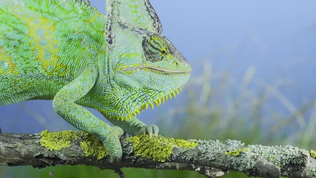 Close-up of mature Veiled chameleon eats praying mantis. Cone-head chameleon or Yemen chameleon (Chamaeleo calyptratus) and Transcaucasian tree mantis (Hierodula transcaucasica)  