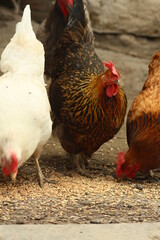 chickens in a barn in the countryside