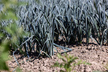 Field with onion plants ready for harvest