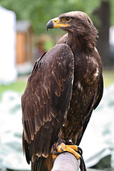 Golden eagle tame bird animals