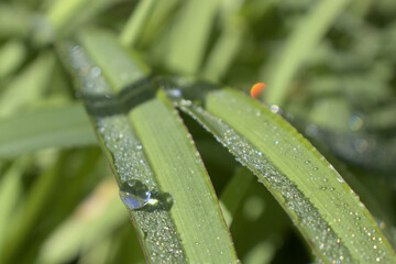 A rounded raindrop on a blade of grass in the morning with a reflection