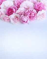 Delicate pink roses on a white background. Festive flower arrangement. Background for a greeting card.