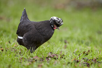 Black Poland chicken free range in garden