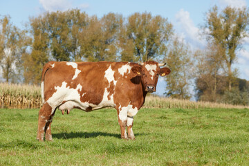 Fototapeta na wymiar Brown white milk cow in prairie