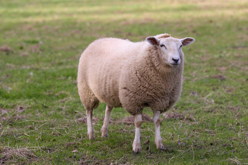 Naklejka na ściany i meble White flemish sheep in meadow