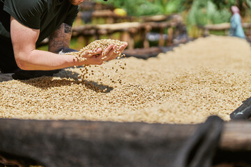 Cropped photo of male tourist picking out fresh coffee beans at washing station in Africa