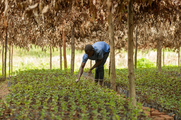 Male African American worker caring for coffee sprouts on a plantation at farm in Africa