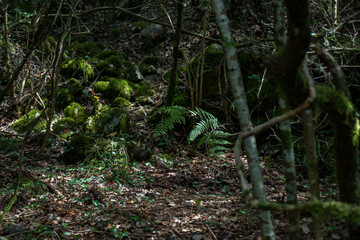 Bosque de Sadernes, Sant Aniol