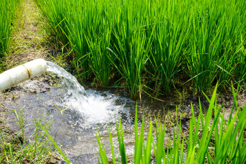 Irrigation of rice fields using pump wells with the technique of pumping water from the ground to flow into the rice fields. The pumping station where water is pumped from a irrigation canal.