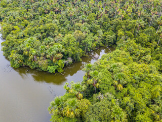 Fototapeta na wymiar A corner of the Amazon rainforest