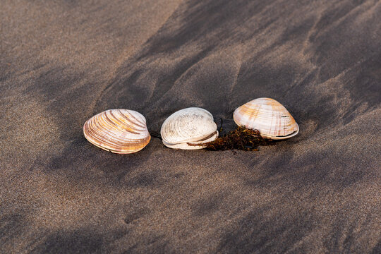 three shells of surf clams on black volcanic sand