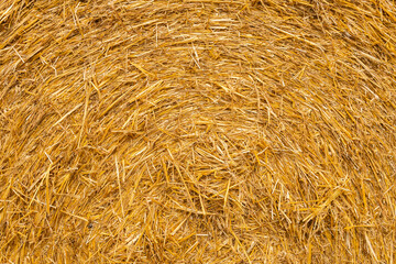 Many haystacks, blocks of hay, bales, stack of hay, rectangular bales on the field