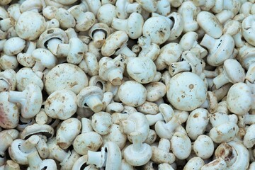 Fresh, only cut champignons at the eco-market