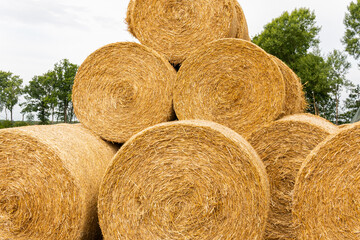 Many haystacks, blocks of hay, bales, stack of hay, rectangular bales on the field