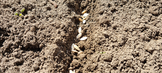 Cucumber or vegetable seeds closeup on dark soil