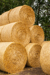 Many haystacks, blocks of hay, bales, stack of hay, rectangular bales on the field