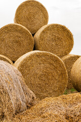 Many haystacks, blocks of hay, bales, stack of hay, rectangular bales on the field