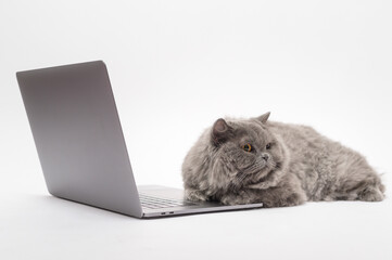 A Scottish fold lovely cat using laptop computer in studio