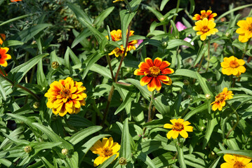 Small flowers of zinnia narrow-leaved on a bush in the garden. Yellow flowers of cynia in summer.