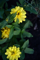 Small flowers of zinnia narrow-leaved on a bush in the garden. Yellow flowers of cynia in summer.