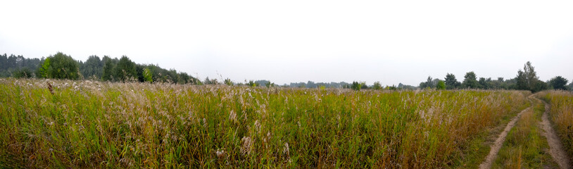 Panorama of the field with field grass and road